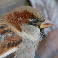 House Sparrow in Utah